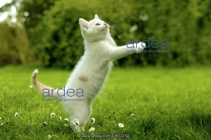  : CAT - kitten playing in the grass