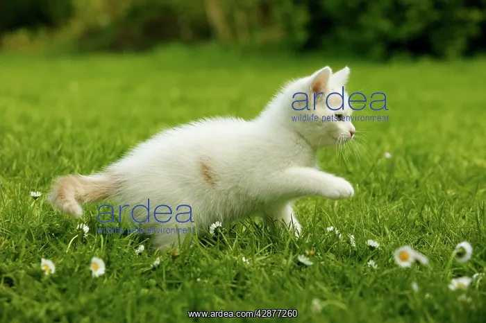  : CAT - kitten playing in the grass
