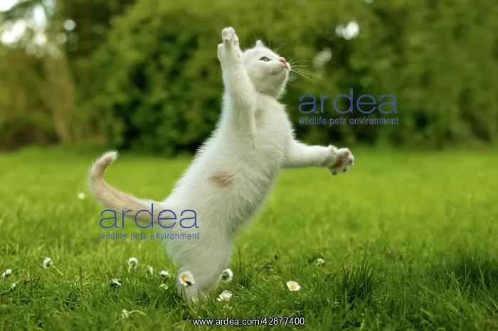  : CAT - kitten playing in the grass