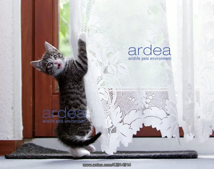 : Cat - kitten playing with living room curtains : Cat - kitten playing with living room curtains