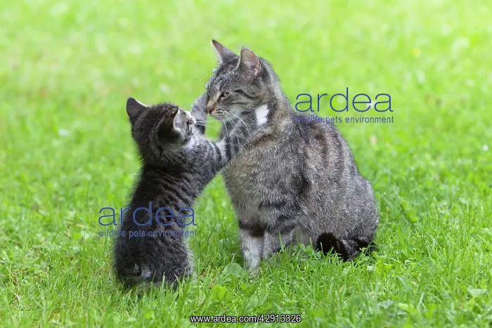 : Cat - kitten playing with mother in garden : Cat - kitten playing with mother in garden