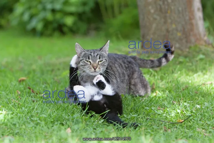 : Cat - kitten playing with mother in garden : Cat - kitten playing with mother in garden