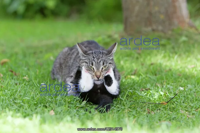 : Cat - kitten playing with mother in garden : Cat - kitten playing with mother in garden