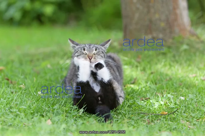 : Cat - kitten playing with mother in garden : Cat - kitten playing with mother in garden