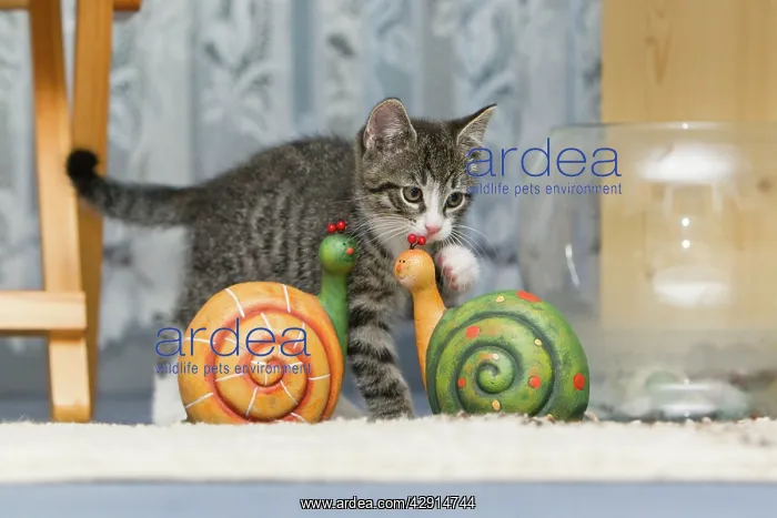 : Cat - kitten playing with ornaments in living room : Cat - kitten playing with ornaments in living room
