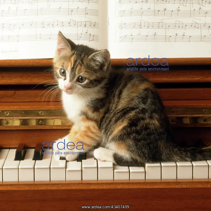 : Cat - kitten playing on piano : Cat - kitten playing on piano