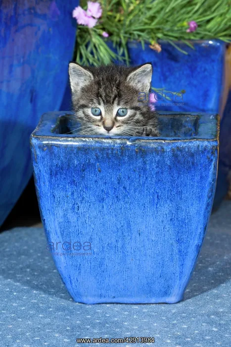 : Cat - kitten playing in plant pot : Cat - kitten playing in plant pot
