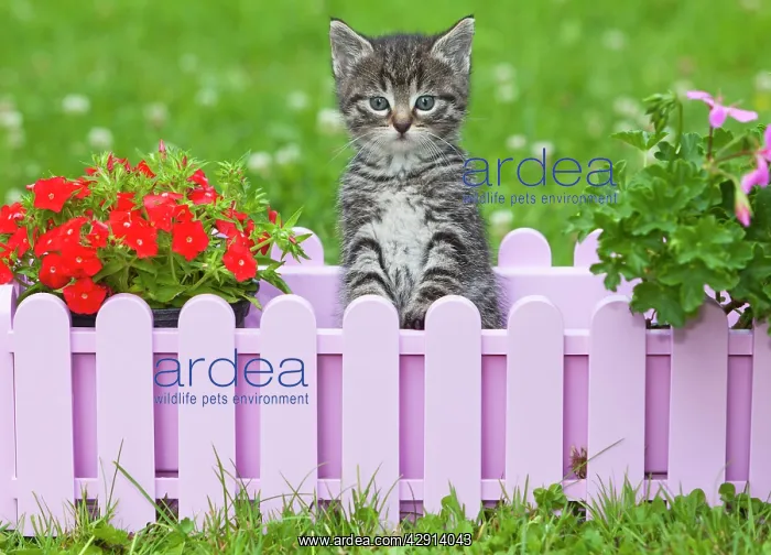  : Cat - kitten playing in plant pot holder - on lawn