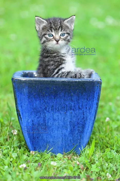 : Cat - kitten playing in plant pot on lawn : Cat - kitten playing in plant pot on lawn