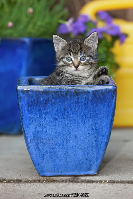 : Cat - kitten playing in plant pot - oudoors : Cat - kitten playing in plant pot - oudoors