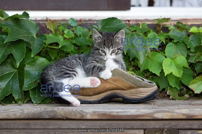 : Cat - kitten playing with shoe in garden : Cat - kitten playing with shoe in garden