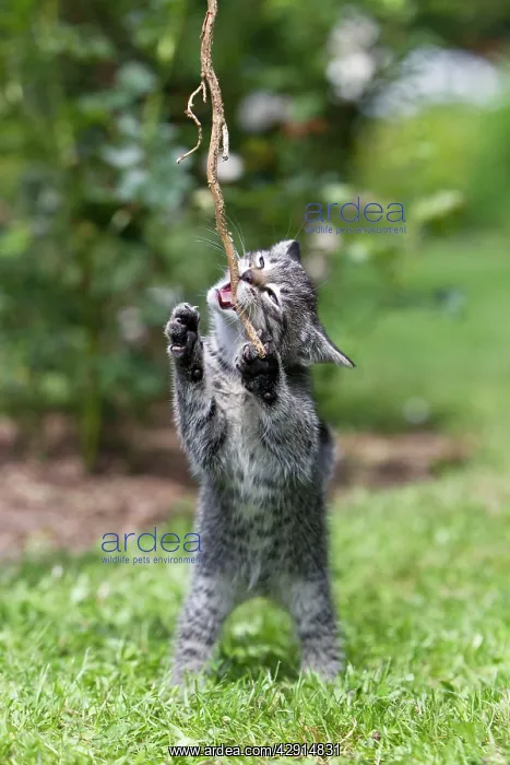  : Cat - kitten playing with stick in garden