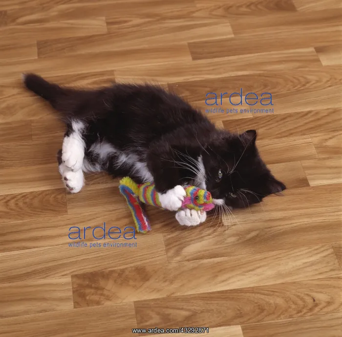 : CAT - Kitten, playing with toy : CAT - Kitten, playing with toy