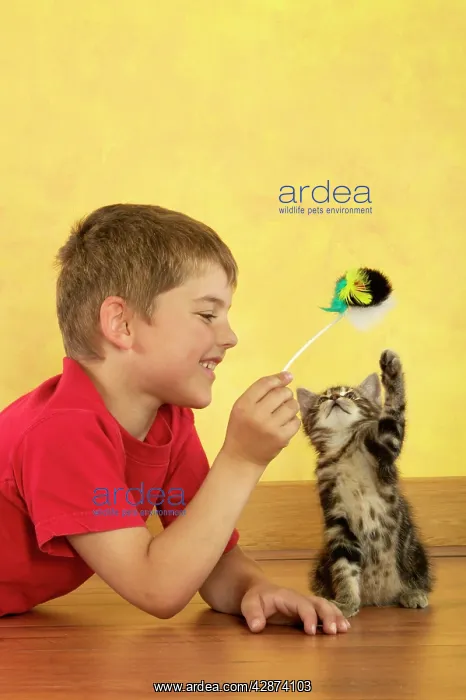  : Cat - kitten playing with toy held by boy