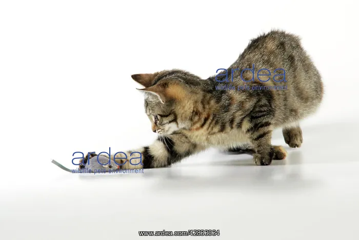 : Cat - kitten playing with toy mouse : Cat - kitten playing with toy mouse