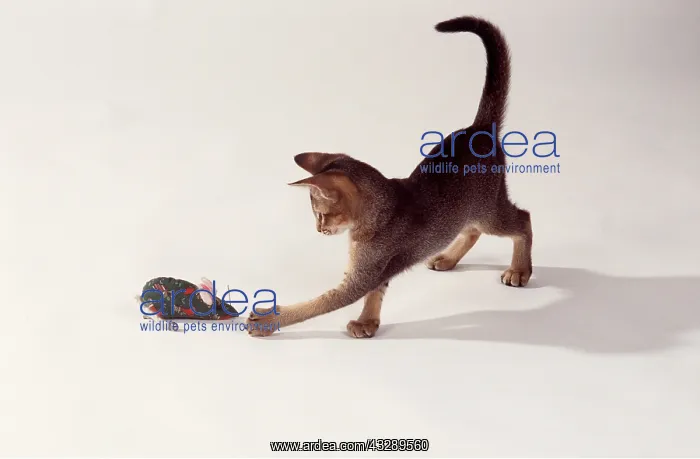 : CAT - KITTEN PLAYING TOY MOUSE : CAT - KITTEN PLAYING TOY MOUSE