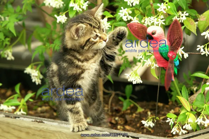  : Cat - Kitten playing with toy parrot