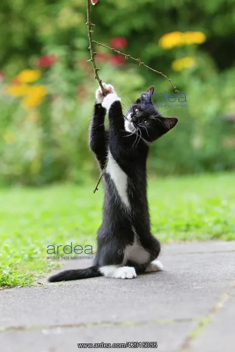  : Cat - kitten playing with twig in garden