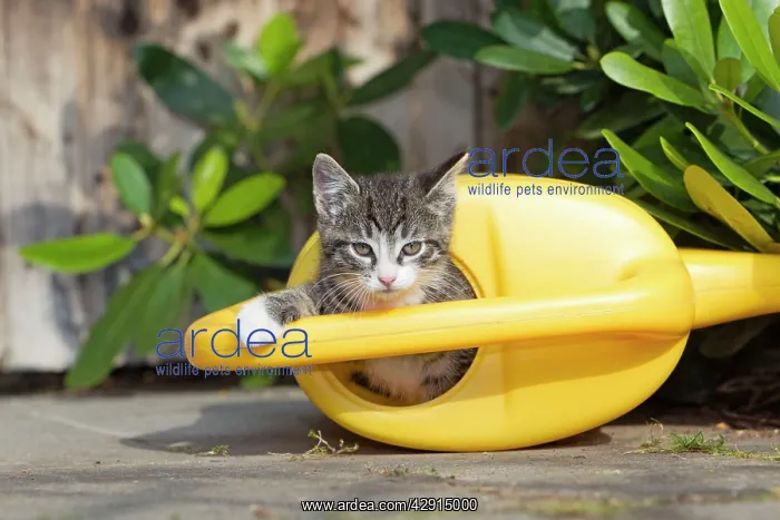 : Cat - kitten playing in watering can : Cat - kitten playing in watering can