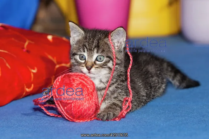  : Cat - kitten playing with wool ball