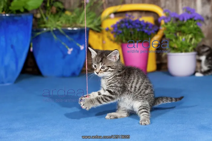 : Cat - kitten playing with wool ball outdoors : Cat - kitten playing with wool ball outdoors
