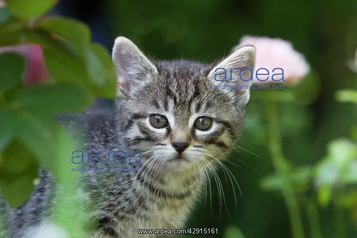 : Cat - kitten portrait - outdoors : Cat - kitten portrait - outdoors