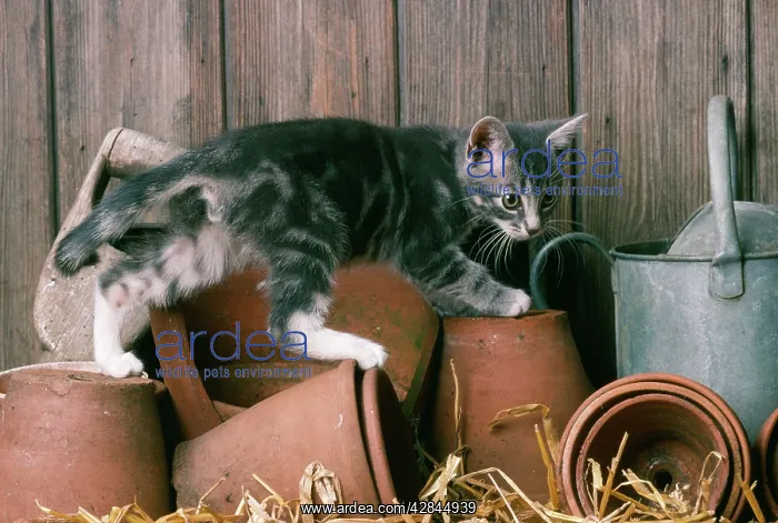  : CAT - Kitten in a potting shed