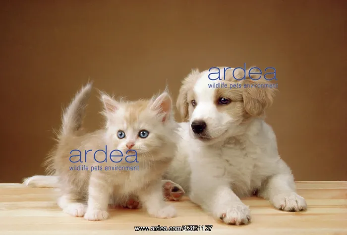 : Cat - kitten with puppy : Cat - kitten with puppy