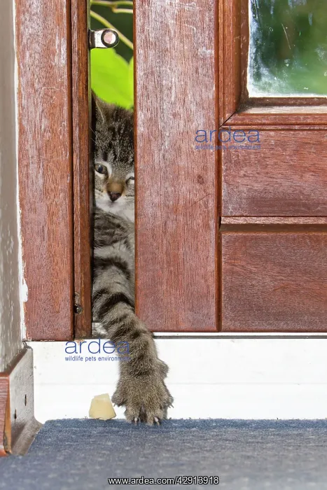 : Cat - kitten reaching through gap in door with : Cat - kitten reaching through gap in door with