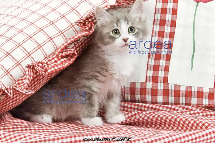 : Cat - kitten with red cushions & material : Cat - kitten with red cushions & material