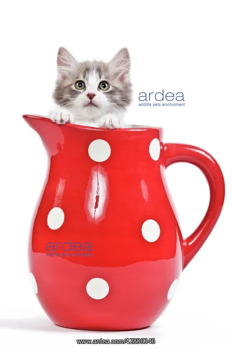  : Cat - kitten in red jug