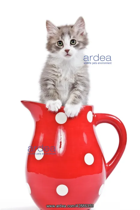  : Cat - kitten in red jug