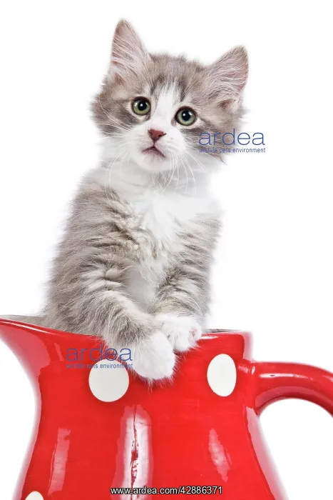  : Cat - kitten in red jug