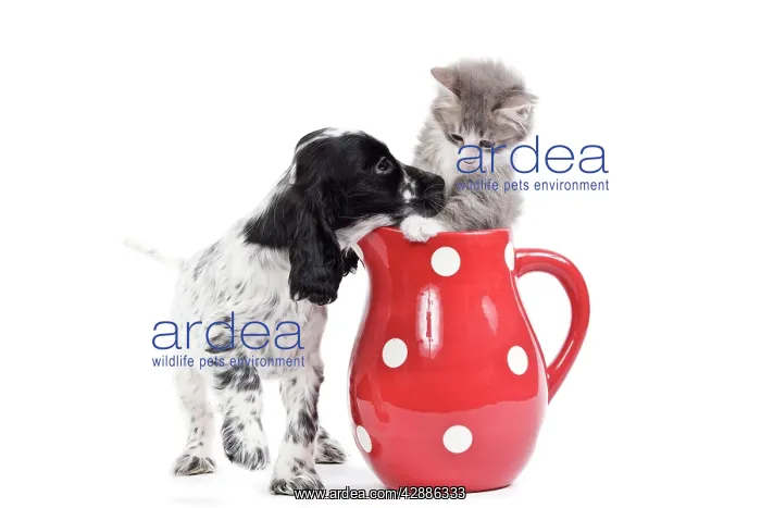 : Cat - kitten in red jug with English Cocker Spaniel : Cat - kitten in red jug with English Cocker Spaniel