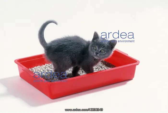 : CAT - KITTEN - ON RED LITTER TRAY : CAT - KITTEN - ON RED LITTER TRAY