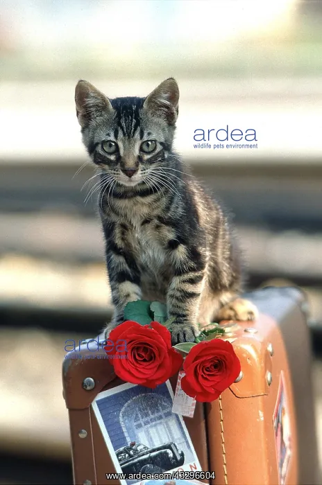 : CAT - kitten with red roses on luggage : CAT - kitten with red roses on luggage