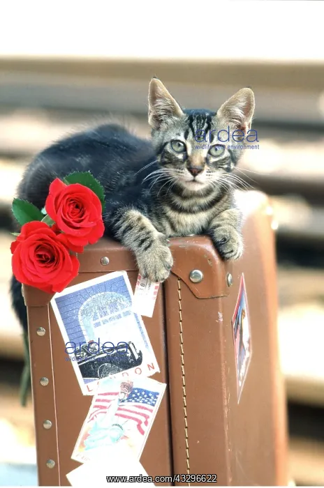: CAT - Kitten with red roses, on luggage : CAT - Kitten with red roses, on luggage