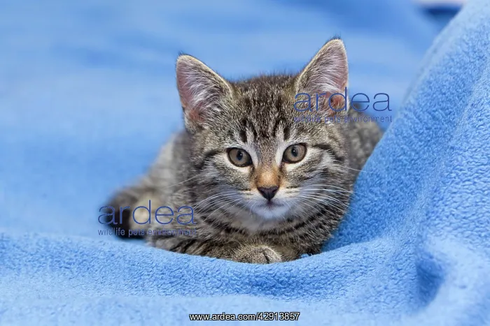 : Cat - kitten resting on blanket : Cat - kitten resting on blanket