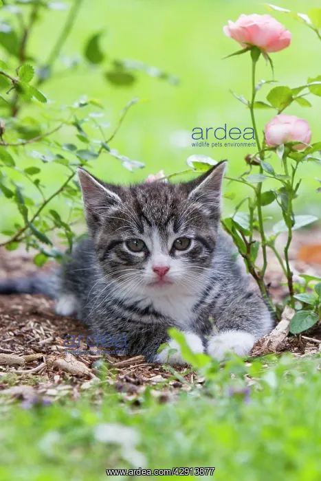 : Cat - kitten resting in garden : Cat - kitten resting in garden