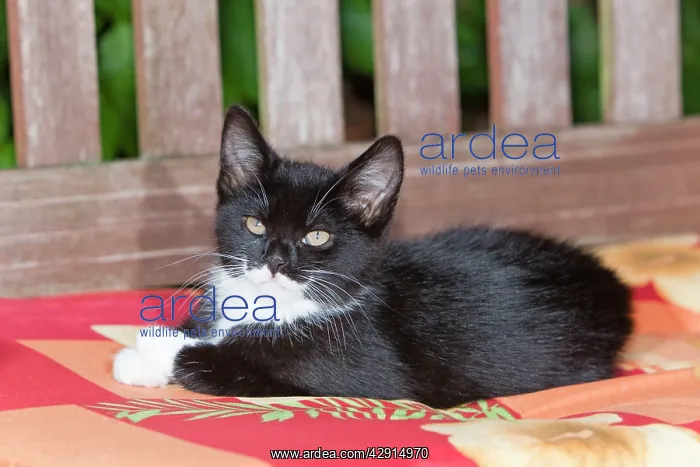 : Cat - kitten resting on garden bench : Cat - kitten resting on garden bench