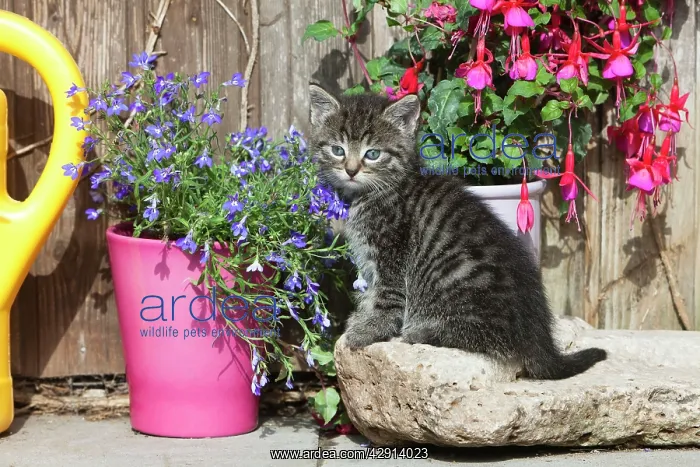  : Cat - kitten resting between plant pots