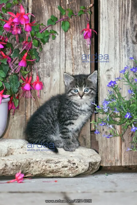 : Cat - kitten resting between plant pots - outdoors : Cat - kitten resting between plant pots - outdoors