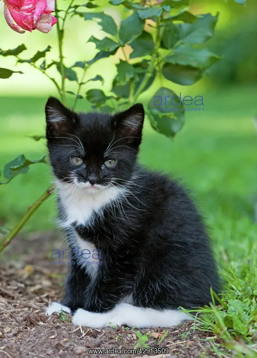 : Cat - kitten resting on rose bed : Cat - kitten resting on rose bed