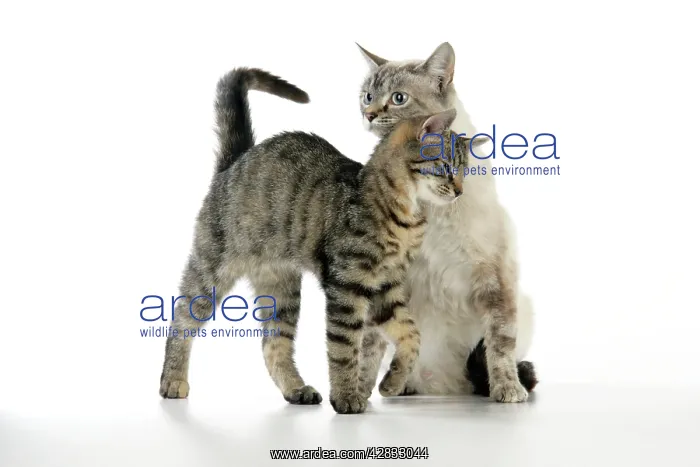 : Cat - kitten rubbing against adult cat : Cat - kitten rubbing against adult cat