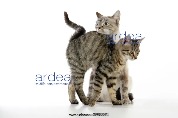 : Cat - kitten rubbing against adult cat : Cat - kitten rubbing against adult cat