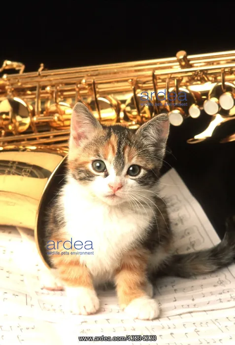 : CAT - Kitten in saxophone on music : CAT - Kitten in saxophone on music