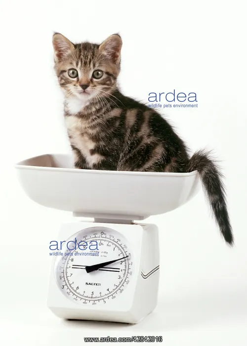  : CAT - Kitten on scales, 55 days old
