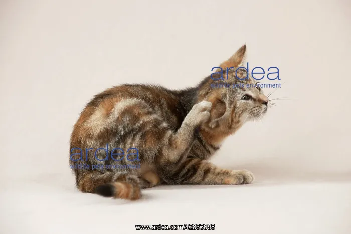 : CAT - Kitten scratching itself : CAT - Kitten scratching itself