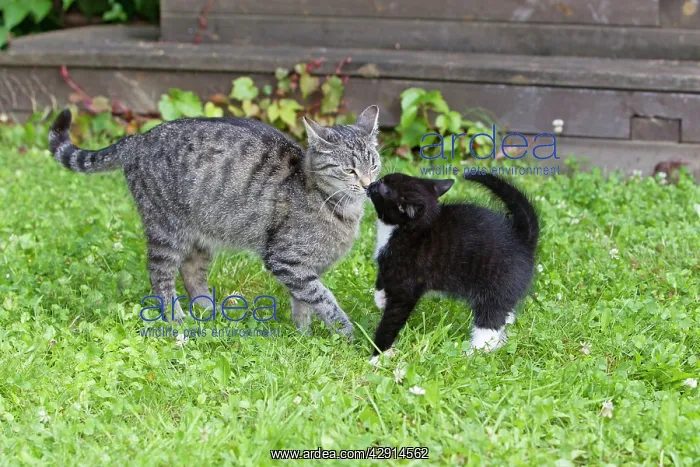: Cat - kitten seeking contact with mother - outdoors : Cat - kitten seeking contact with mother - outdoors