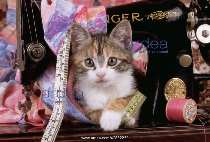 : Cat - Kitten with sewing machine : Cat - Kitten with sewing machine